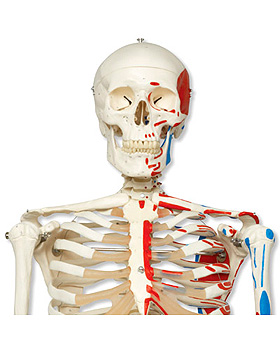 Klassik-Skelett Max, Muskeldarstellung, auf 5-Fu-Rollenstativ mit Bremse, 3B Scientific, medishop.de