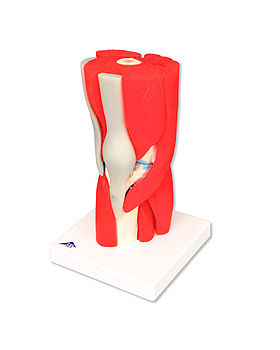 Kniegelenk, 12-teilig, 3B Scientific, medishop.de