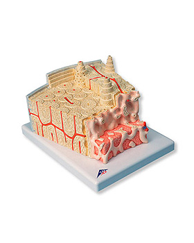 Knochenstruktur - 80-fache Vergrerung, 3B Scientific, medishop.de