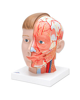 Kopf mit Hals, 4-teilig, 3B Scientific, medishop.de