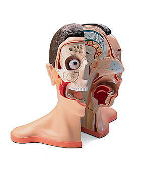 Kopf und Nacken, 5-teilig, 3B Scientific, medishop.de