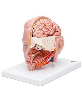 Luxus-Kopfmodell, 6-teilig, 3B Scientific, medishop.de