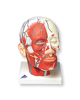Kopfmuskulatur mit Blutgefen, 3B Scientific, medishop.de