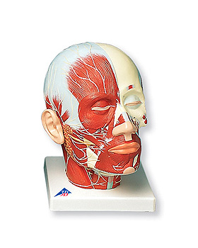 Kopfmuskulatur mit Nerven, 3B Scientific, medishop.de