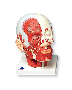 Kopfmuskulatur, 3B Scientific, medishop.de