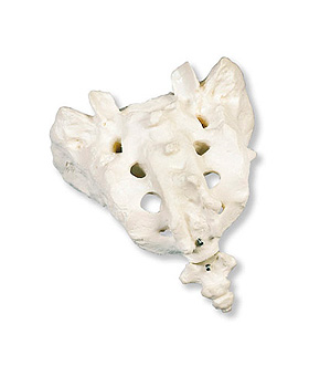 Kreuzbein mit Steibein, 3B Scientific, medishop.de