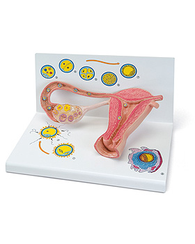 Stadien der Befruchtung und Keimes- entwicklung, 2-fache Vergrerung, 3B Scientific, medishop.de