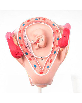 Embryo, 2. Monat, 3B Scientific, medishop.de
