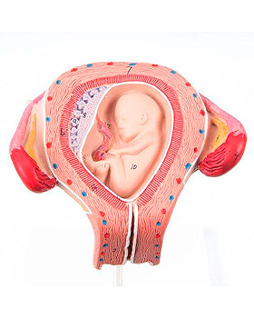 Embryo, 3. Monat, 3B Scientific, medishop.de