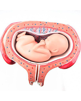 Fetus, 5. Monat (Rckenlage), 3B Scientific, medishop.de
