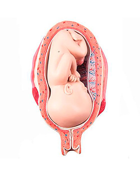 Fetus, 7. Monat (Normale Position), 3B Scientific, medishop.de
