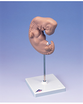 Riesen-Embryo, 25-fache Gre, 3B Scientific, medishop.de