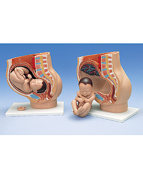 Luxus-Schwangerschaftsbecken, 3-teilig, 3B Scientific, medishop.de