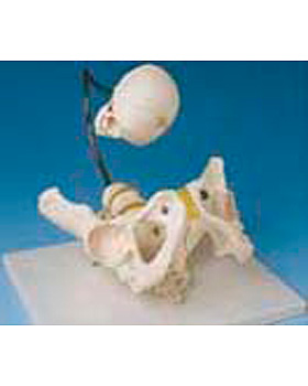 Becken zur Demonstration der Geburt, 3B Scientific, medishop.de