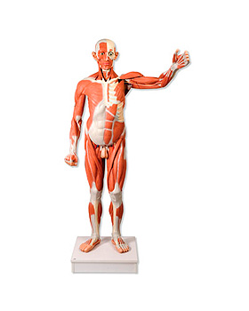 Lebensgroße männliche Muskelfigur, 37-teilig, 3B Scientific, medishop.de