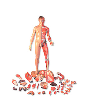 Lebensgroe zweigeschlechtige Muskelfigur, asiatisch, 39-teilig, 3B Scientific, medishop.de