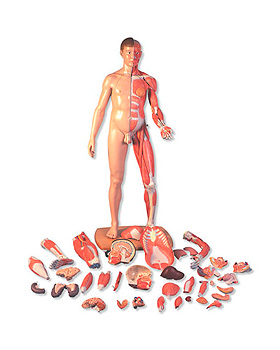 Lebensgroe zweigeschlechtige Muskelfigur, europisch, 39-teilig, 3B Scientific, medishop.de