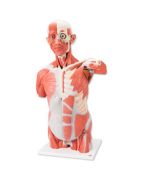 Lebensgroer Muskel-Torso, 27-teilig, 3B Scientific, medishop.de