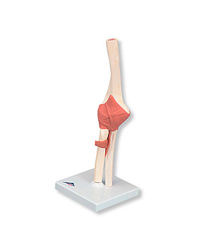 Luxus Ellenbogengelenk-Funktionsmodell, 3B Scientific, medishop.de
