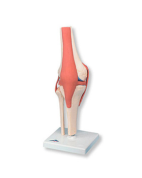 Luxus Kniegelenk-Funktionsmodell, 3B Scientific, medishop.de