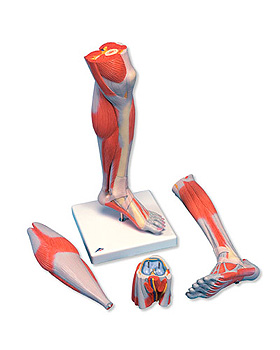 Muskelunterbein, 3-teilig, 3B Scientific, medishop.de