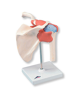 Luxus Schultergelenk-Funktionsmodell, 3B Scientific, medishop.de