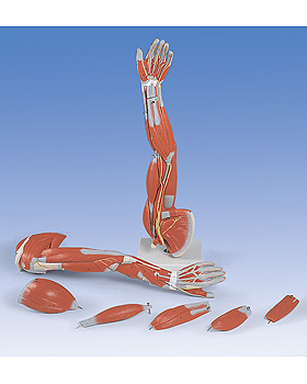 Muskelarm, 6-teilig, 3B Scientific, medishop.de