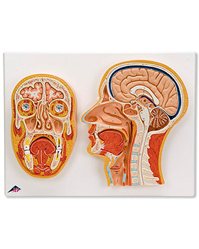 Median- und Frontalschnitt des Kopfes, 3B Scientific, medishop.de
