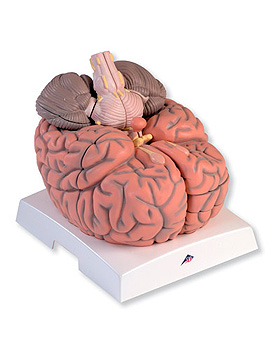 Mega-Gehirn,  2,5-fache Gre, 14-teilig, 3B Scientific, medishop.de