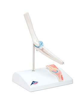 Mini-Ellenbogengelenk mit Querschnitt, auf Sockel, 3B Scientific, medishop.de