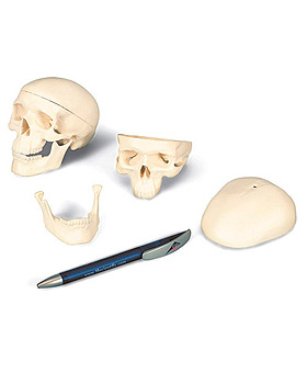 Mini-Schdel, 3-teilig, 3B Scientific, medishop.de