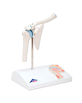 Mini-Schultergelenk mit Querschnitt, auf Sockel, 3B Scientific, medishop.de