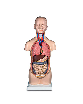 Mini-Torso, 12-teilig, 3B Scientific, medishop.de