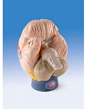 Modell der Gehirnregionen, 4-teilig, 3B Scientific, medishop.de