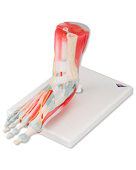 Modell des Fuskeletts mit Bndern und Muskeln, 6-teilig, 3B Scientific, medishop.de