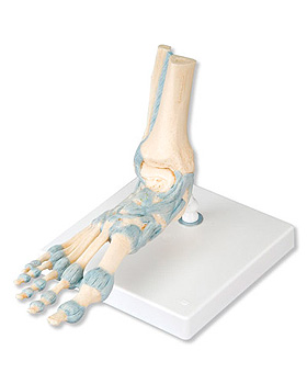 Modell des Fuskeletts mit Bndern, 7-teilig, 3B Scientific, medishop.de