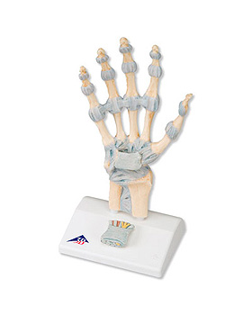 Modell des Handskeletts mit Bndern und Karpaltunnel, 3-teilig, 3B Scientific, medishop.de