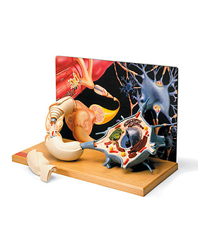 Motoneuron-Diorama, 3B Scientific, medishop.de