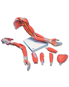Muskelarm 2, 6-teilig, 3B Scientific, medishop.de