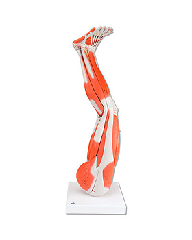 Linkes Muskelbein, 9-teilig, 3B Scientific, medishop.de