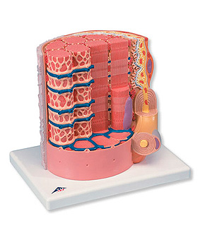 Muskelfaser - 10.000-fache Vergrerung, 3B Scientific, medishop.de