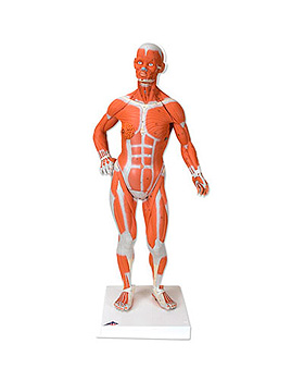 Muskelfigur, 1/4 Gre, 3B Scientific, medishop.de