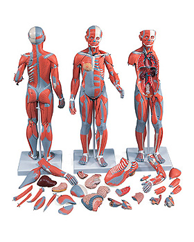 Muskelfigur weiblich, 21-teilig, 3B Scientific, medishop.de