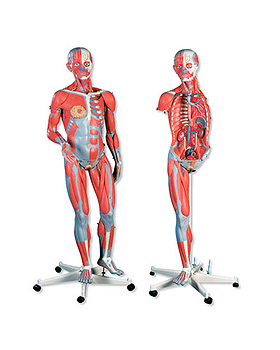 Luxus-Muskelfigur, zweigeschlechtig, 45-teilig, 3B Scientific, medishop.de