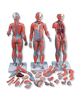 Muskelfigur, zweigeschlechtig mit inneren Organen, 33-teilig, 3B Scientific, medishop.de