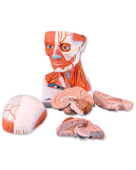 Muskelkopf, 5-teilig, 3B Scientific, medishop.de