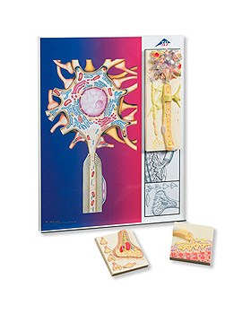 Nervenphysiologie-Serie, 5 magnetische Modelle auf illustrierter Metalltafel, 3B Scientific, medishop.de
