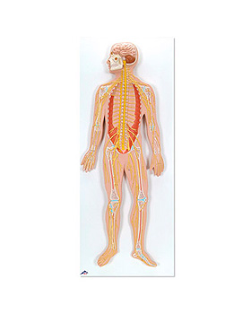 Nervensystem, 1/2 natrliche Gre, 3B Scientific, medishop.de