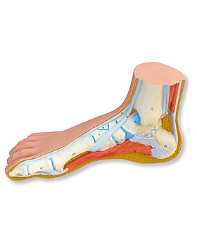 Normalfu, 3B Scientific, medishop.de