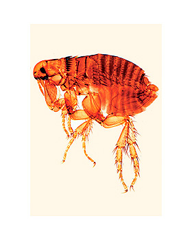 Parasitologie, Kurzserie, Einheimische und tropische Parasiten des Menschen und der Haustiere, 3B Scientific, medishop.de